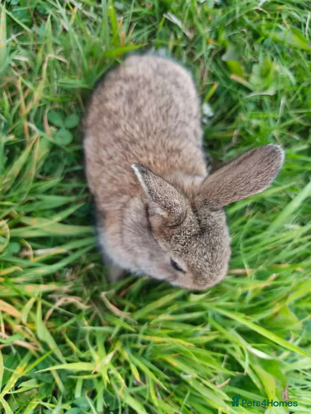Mixed Breed rabbits for sale: Beautiful Lionhead Dwarf Baby Rabbits - Advert 2