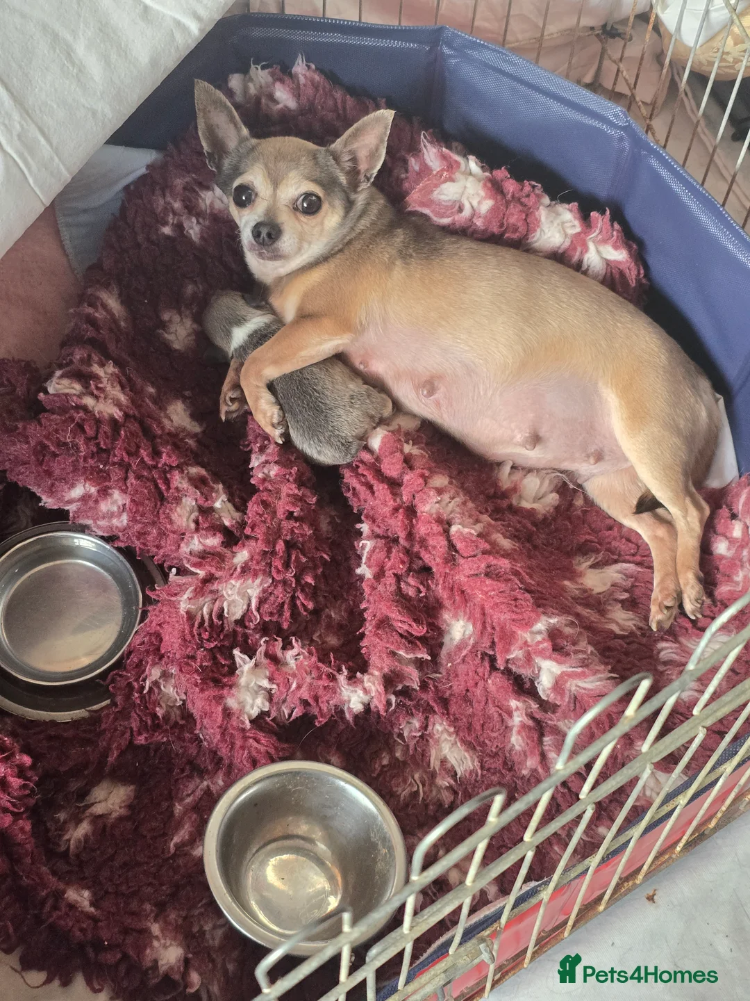 Chihuahua dogs for sale: Beautiful Blue Wolf, Smooth Coat Tiny Girl.   - Advert 2