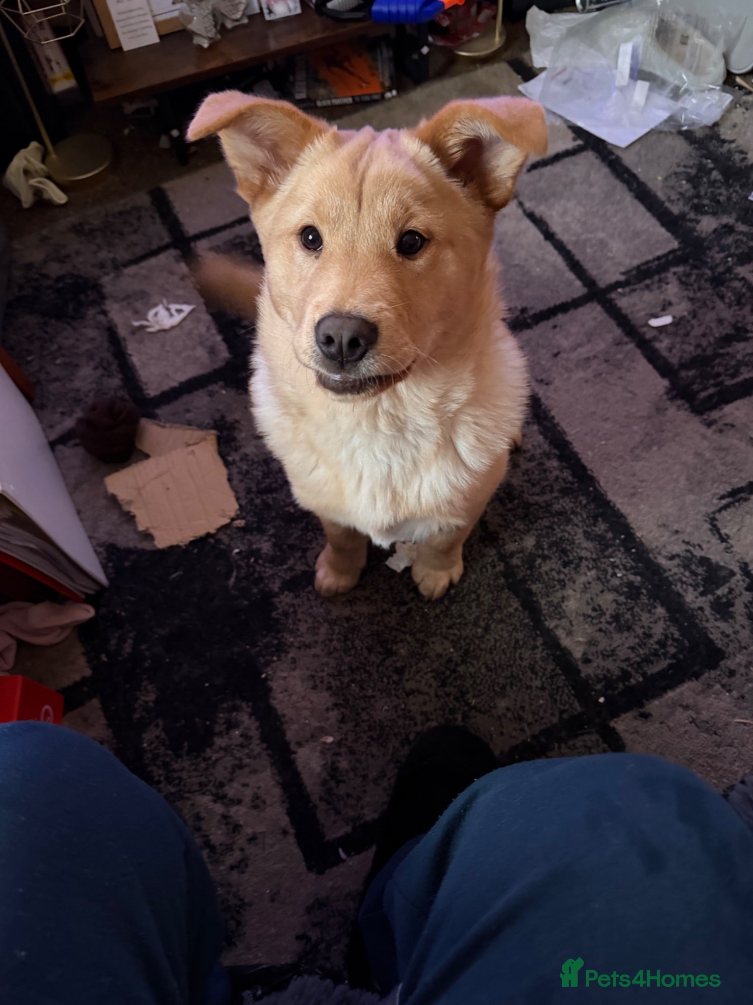 Mixed Breed dogs Lab cross - Advert 4