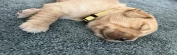 Golden Retriever dogs for sale: Beautiful Home-Reared Golden Retriever Puppies 💛 - Advert 5