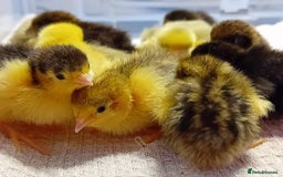 Quail poultry for sale: Coturnix, Celadon and Chinese Painted Quail Chicks - Image 20