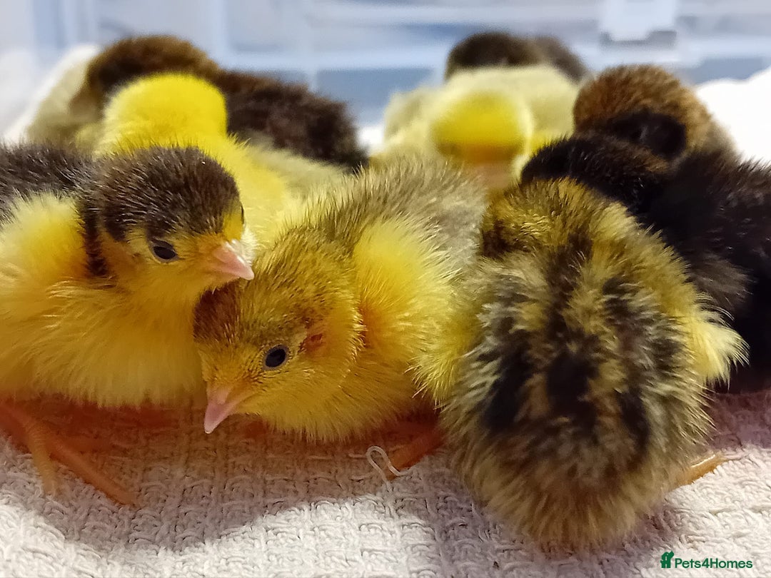 Quail poultry for sale: Coturnix, Celadon and Chinese Painted Quail Chicks - Image 20
