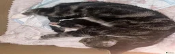 Mixed Breed cats for sale: 2 beautiful loving mixed kittens left - Advert 1