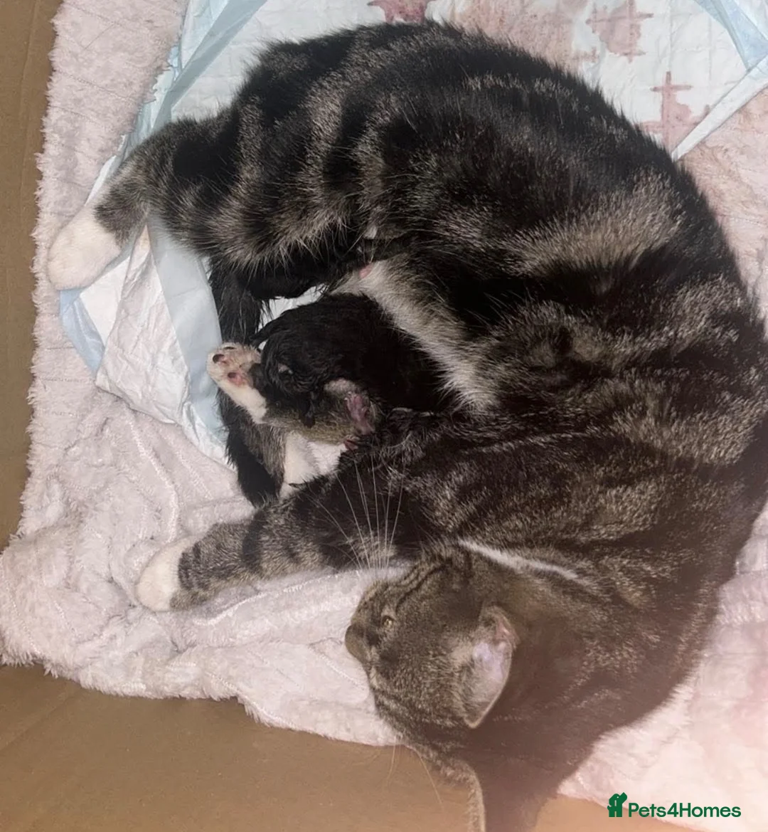 Mixed Breed cats for sale: 2 beautiful loving mixed kittens left - Advert 1