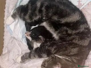 Mixed Breed cats 2 beautiful loving mixed kittens left - Advert 1