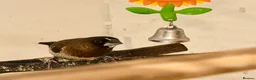 Finches birds for sale: Bonded Bangelese finches for sale   - Advert 14