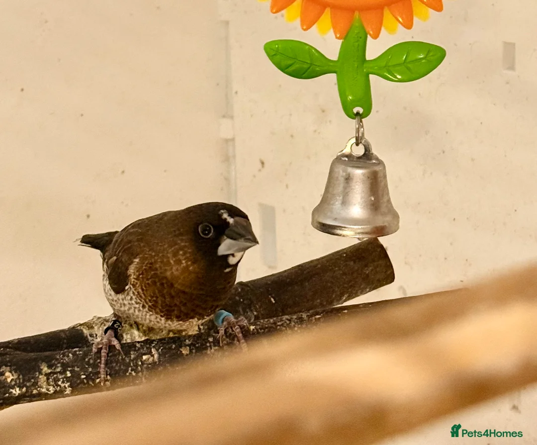 Finches birds for sale: Bonded Bangelese finches for sale   - Advert 14