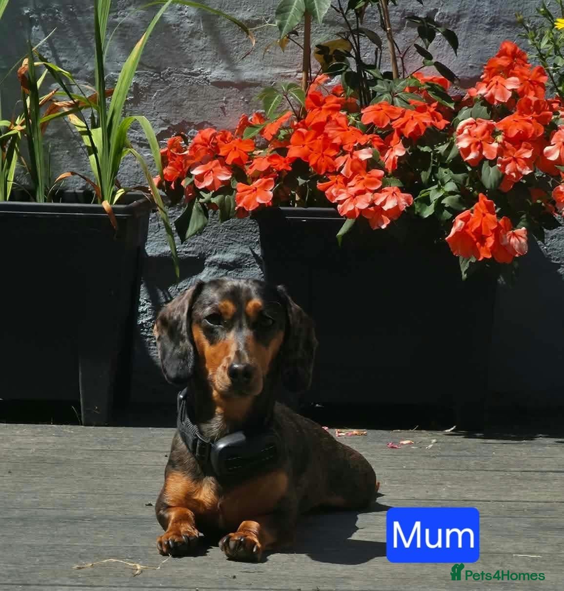 Miniature Dachshund dogs Beautiful miniature dachshunds - Advert 12