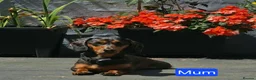 Miniature Dachshund dogs for sale: Beautiful miniature dachshunds in Cardigan - Advert 1