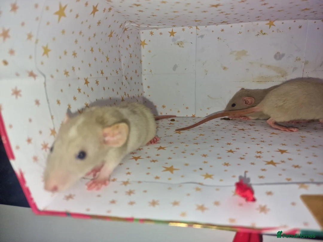 Rat rodents for sale: Baby dumbo rats - Advert 12