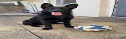 German Shepherd dogs for sale: Blaze  - Advert 7
