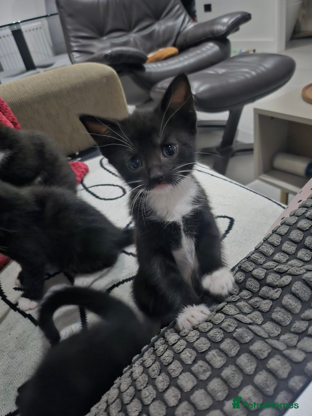 Egyptian Mau cats for sale: Egyptian Mau - Mixed Kittens - Image 1