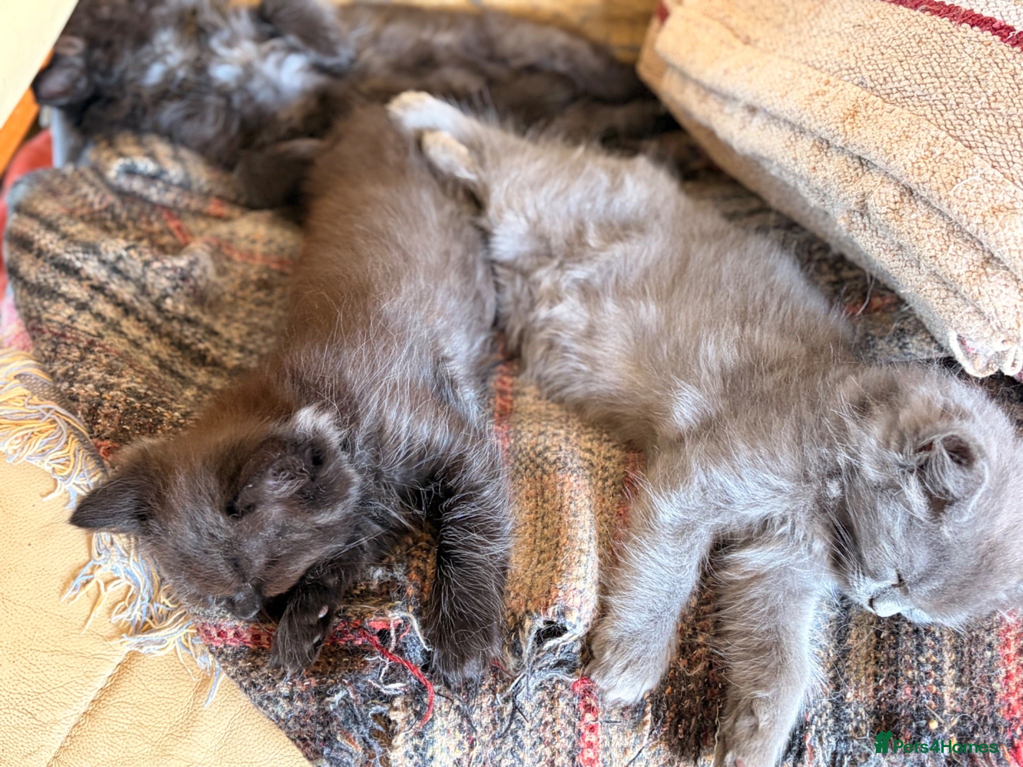 British Longhair cats Gorgeous British Long Hair X Ragdoll kittens  - Advert 2