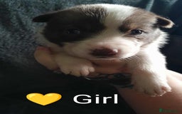 Mixed Breed dogs for sale: American Bulldog x Siberian Husky - Image 19