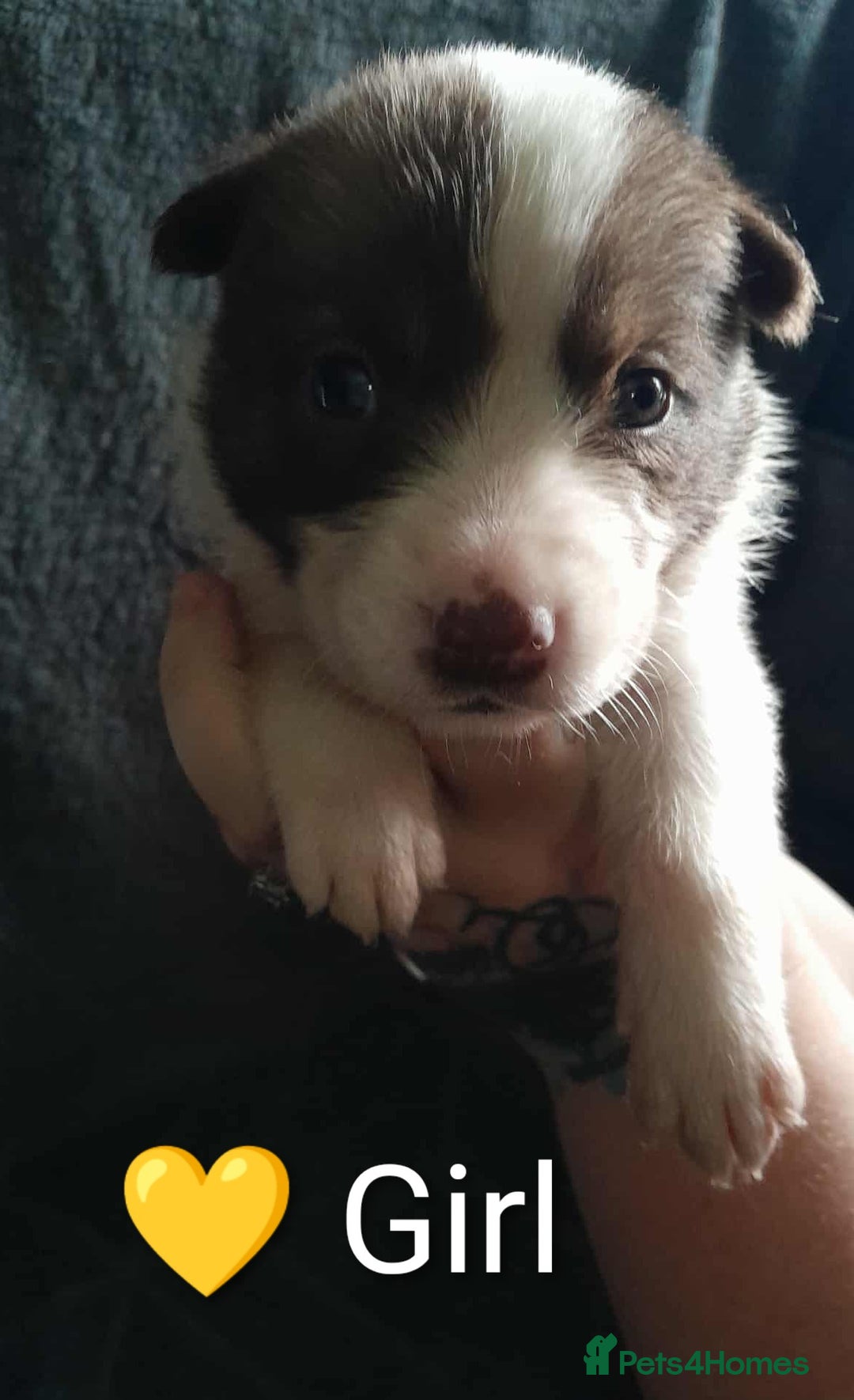 Mixed Breed dogs for sale: American Bulldog x Siberian Husky - Image 19
