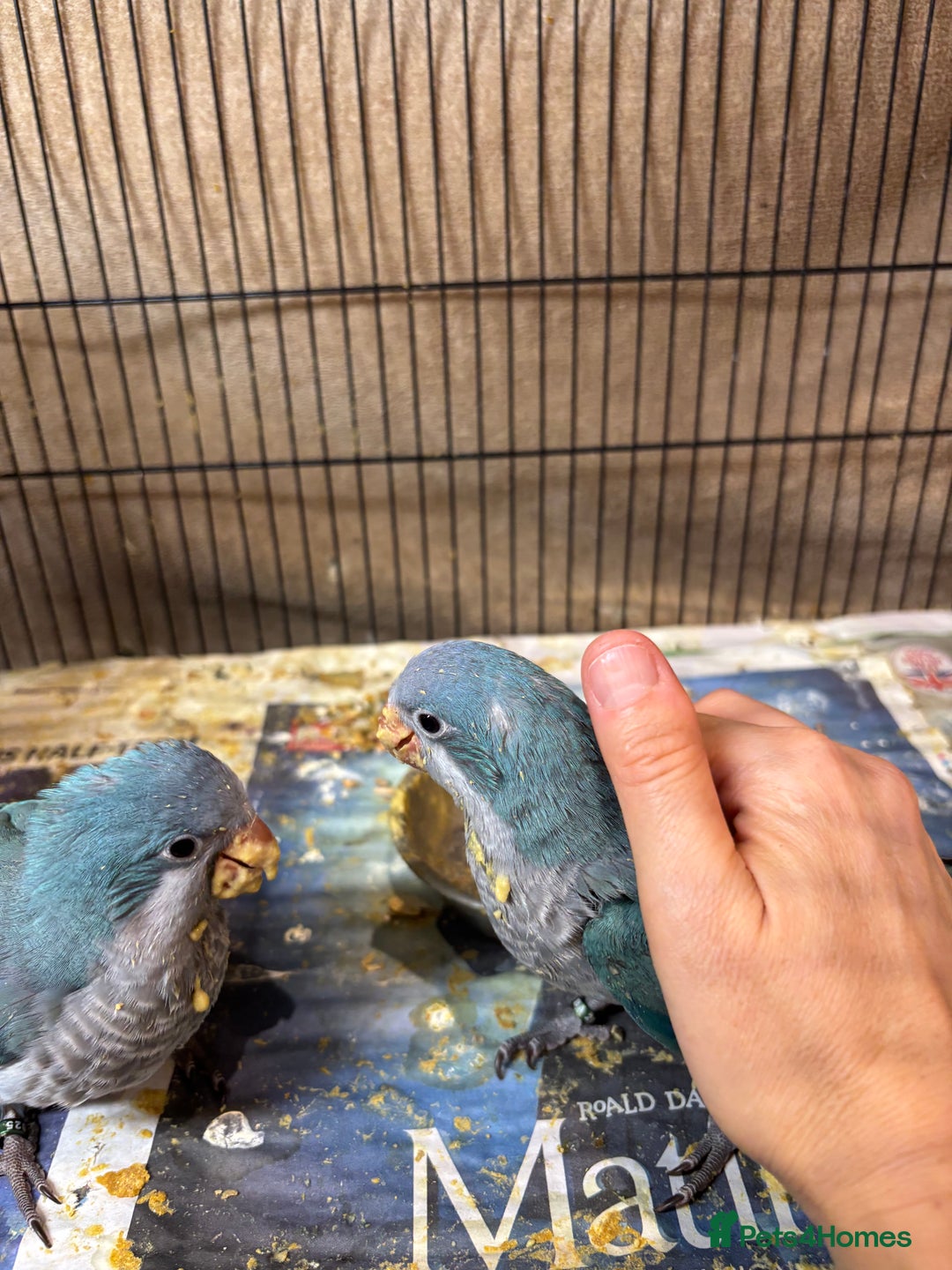 Parrots birds for sale: Hand reared baby quaker - Image 3