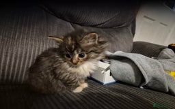 Mixed Breed cats for sale: Mixed breed kittens - Image 5