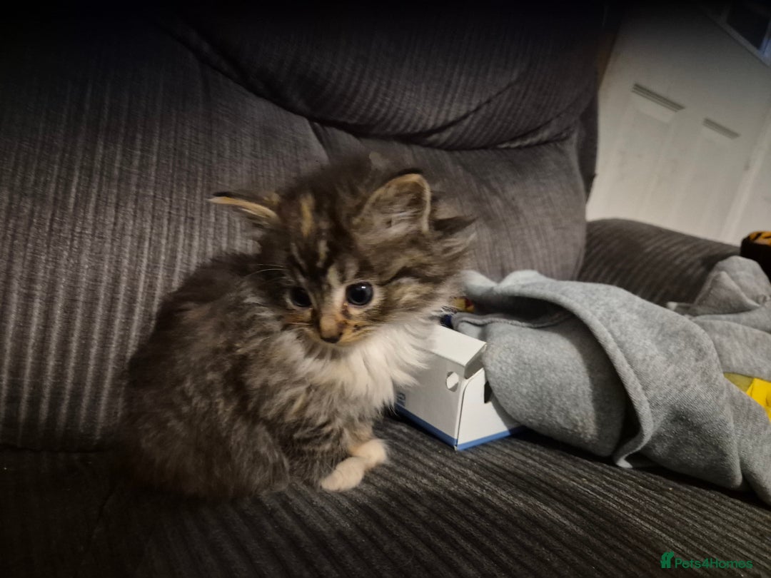 Mixed Breed cats for sale: Mixed breed kittens - Image 5