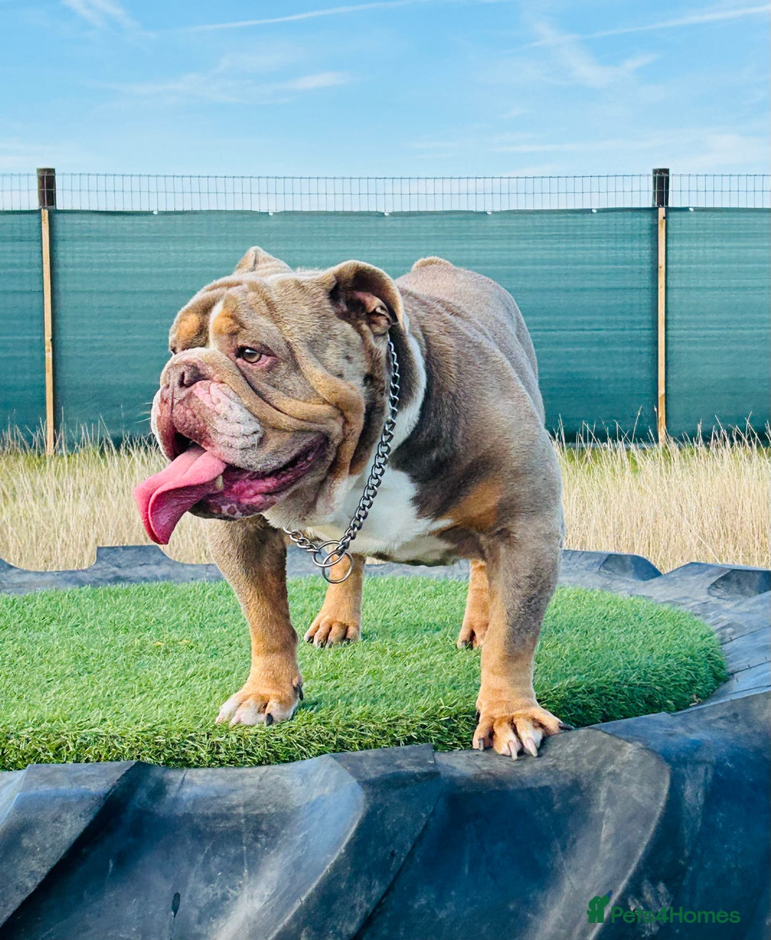 English Bulldog dogs for stud: BURT LILAC TRI STUD KC REGISTERED HEALTH TESTED in Wisbech - Advert 14