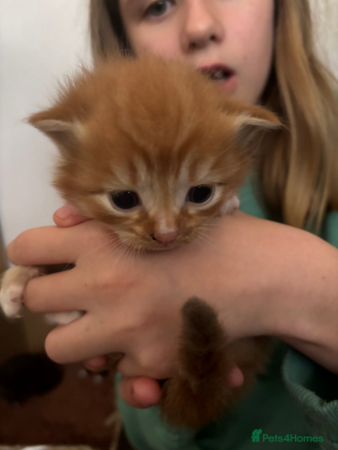 Mixed Breed cats for sale: 3 male fluffy kittens for sale - Image 11