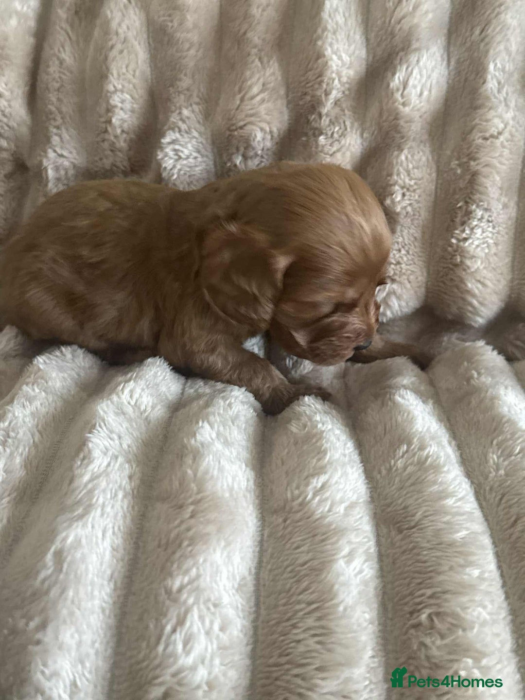 Cockapoo dogs for sale: Cockapoo F1B STUNNING COLOURS 4 available - Advert 14