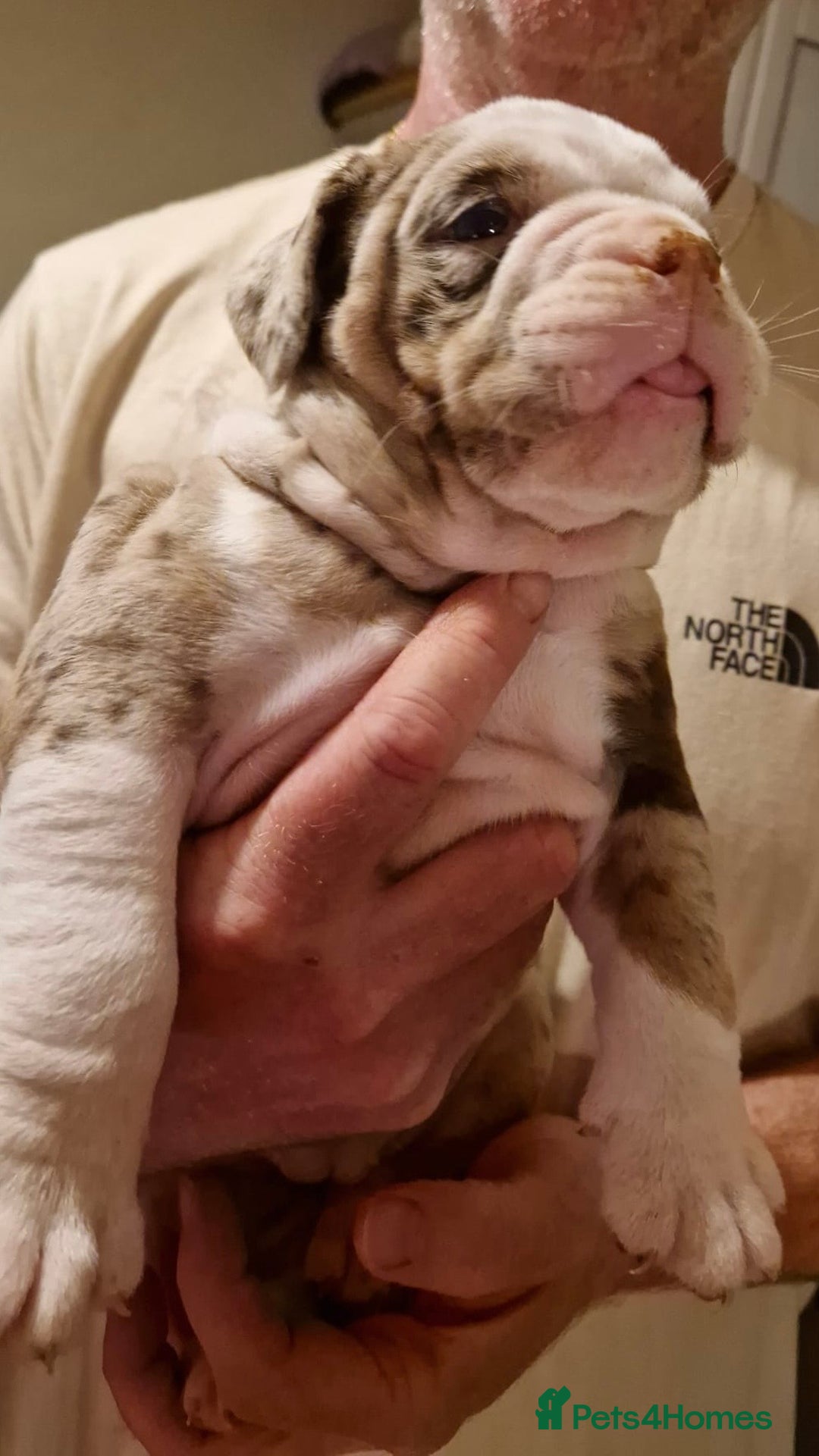 Olde English Bulldogge dogs for sale: Old English bulldog puppies GENERATIONAL - Advert 36