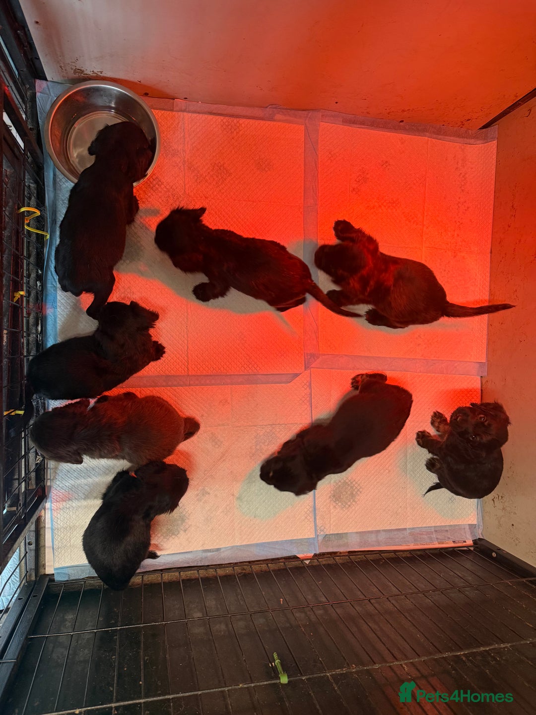 Sprocker dogs for sale: Sprocker spaniel puppy’s for sale  - Image 4