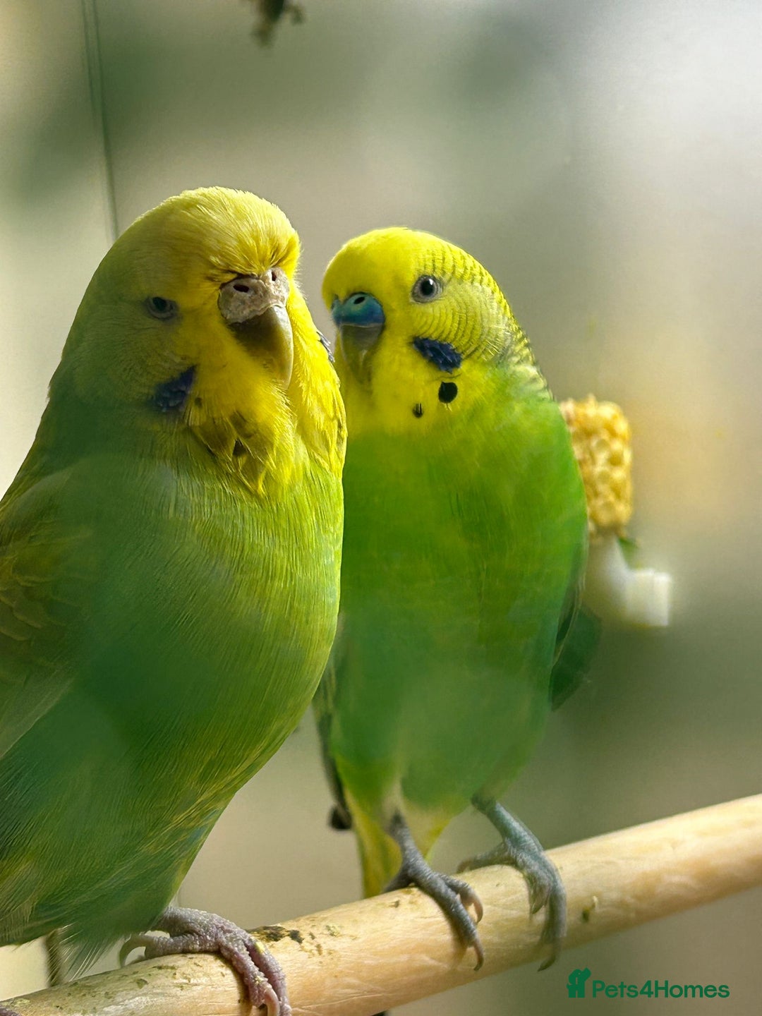 Budgerigars birds for sale: Budgies for sale  - Advert 11