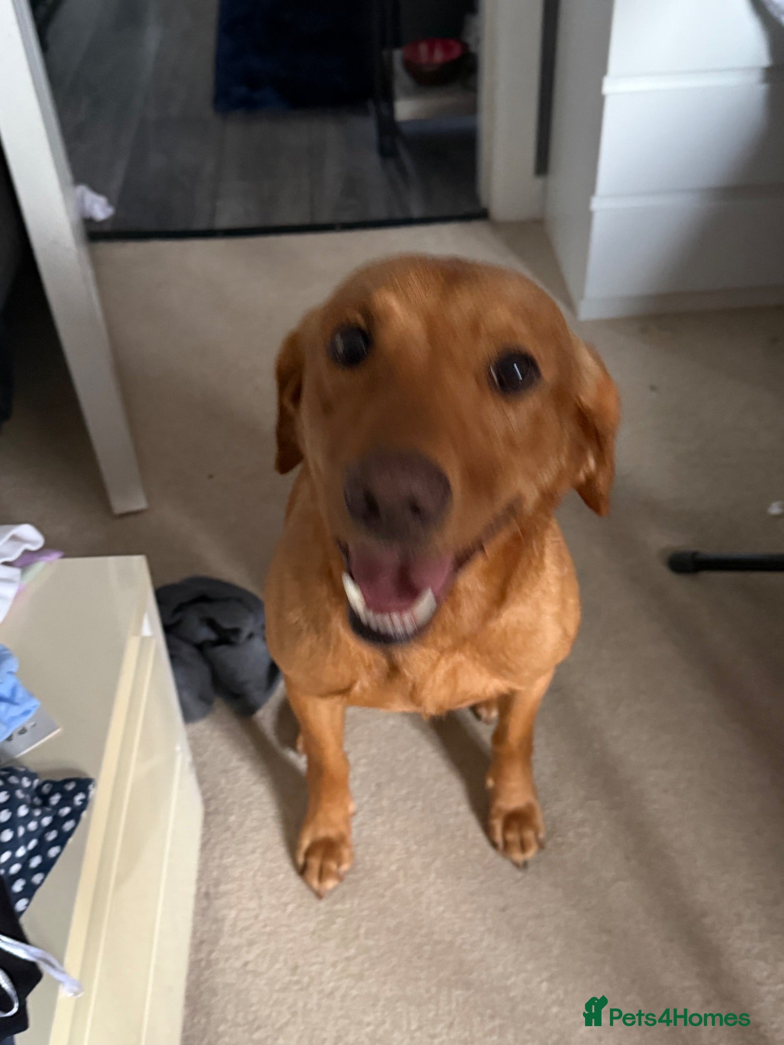 Labrador Retriever dogs Loving Home Needed for 4-Year-Old Fox Red Labrador - Advert 3