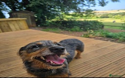 Mixed Breed dogs for sale: 20 month old Daschund cross for forever home - Image 7