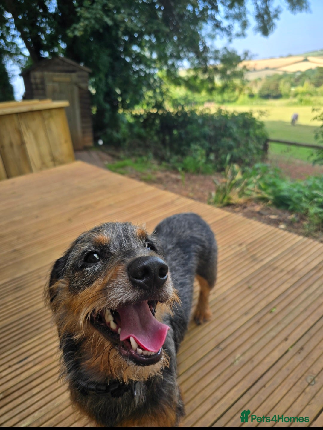 Mixed Breed dogs for sale: 20 month old Daschund cross for forever home - Image 7