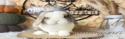 Mini Lop rabbits for sale: MINI LOPS | PEDIGREE  - Advert 10