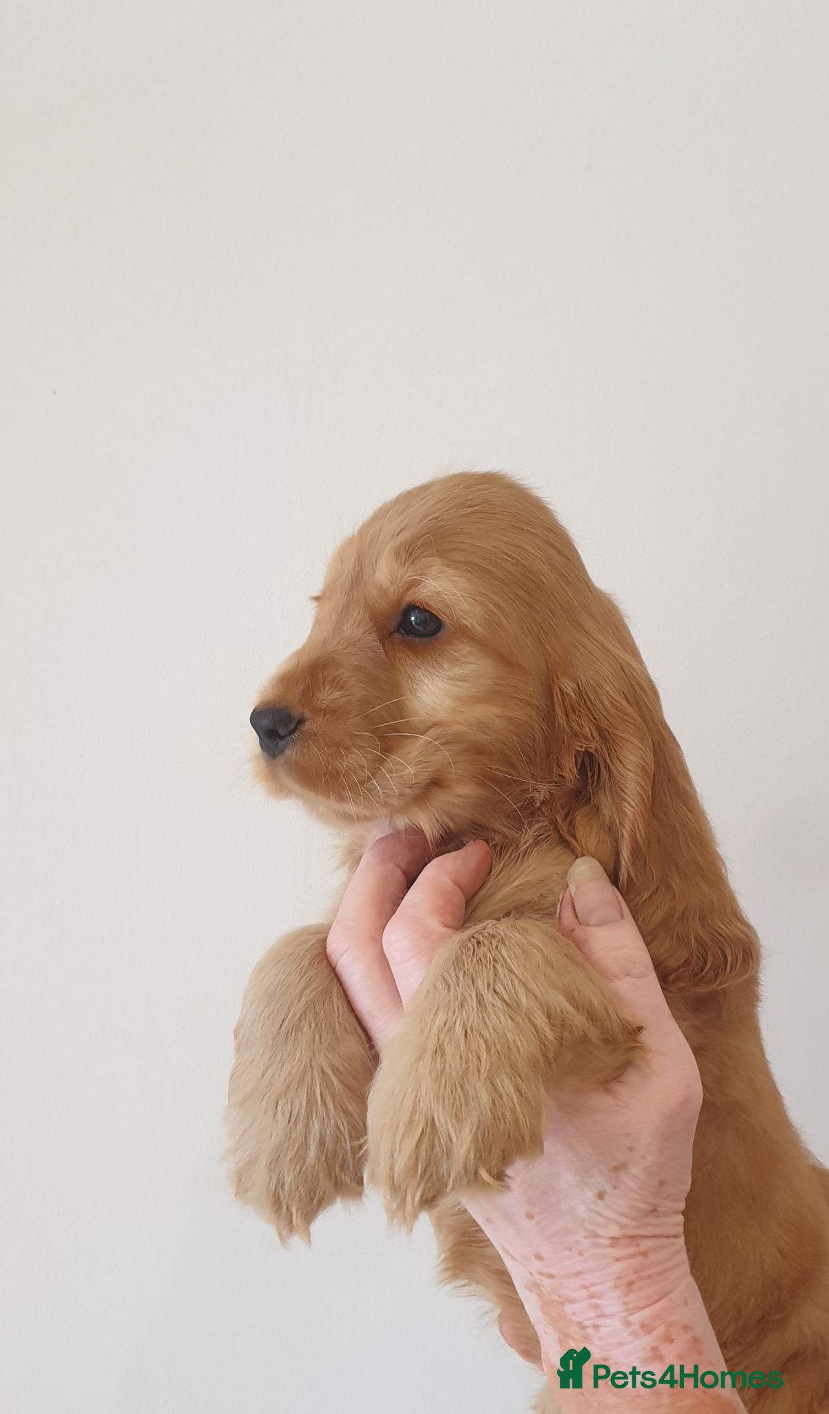 Cocker Spaniel dogs Show line K.C Cocker Spaniel Puppies  - Advert 2