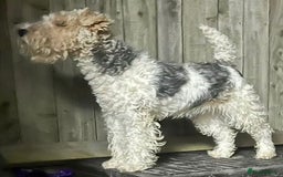 Fox Terrier dogs for sale: Adorable female Fox Terrier – 07514773500 - Image 5