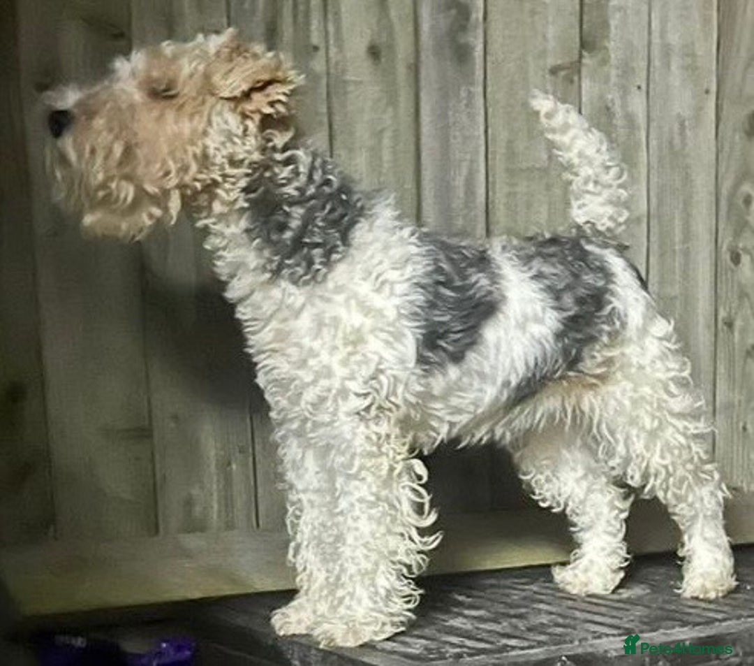 Fox Terrier dogs for sale: Adorable female Fox Terrier – 07514773500 - Image 5