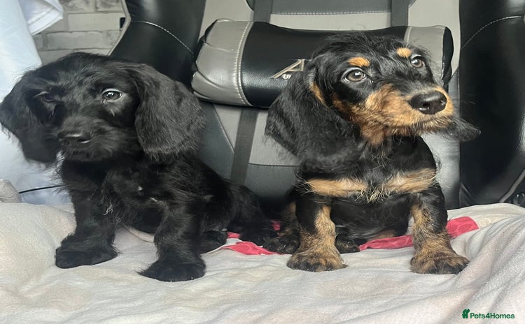Doxiepoo dogs - Advert 1