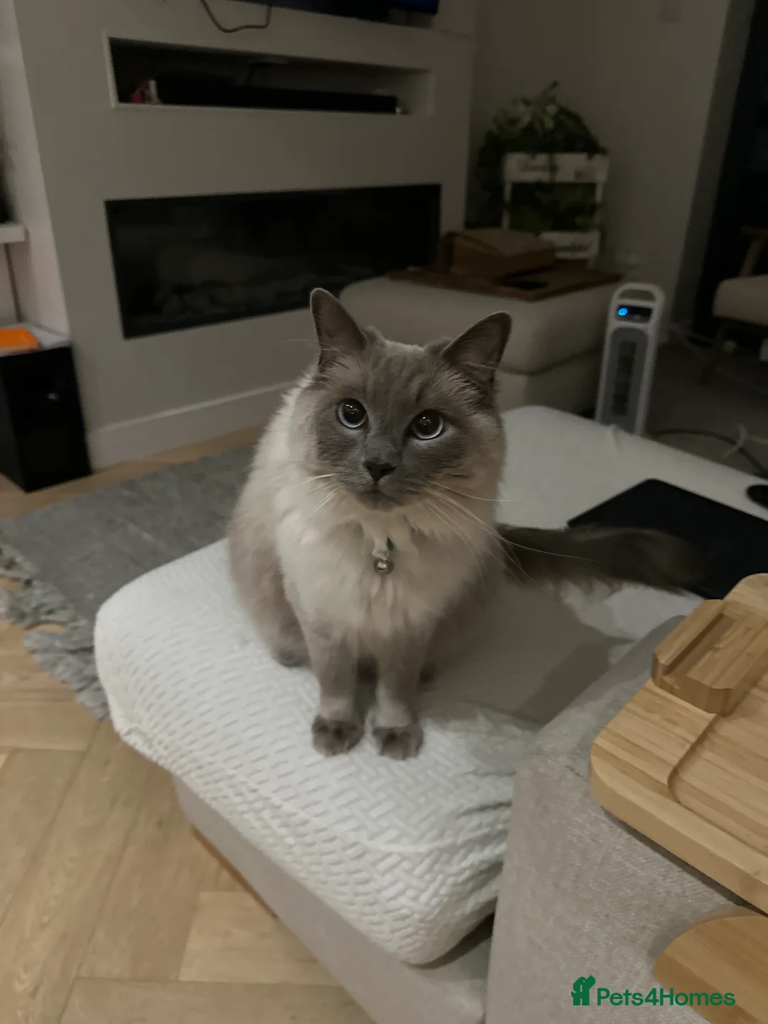 Ragdoll cats for sale: 2 year old ragdoll cat male - Advert 3