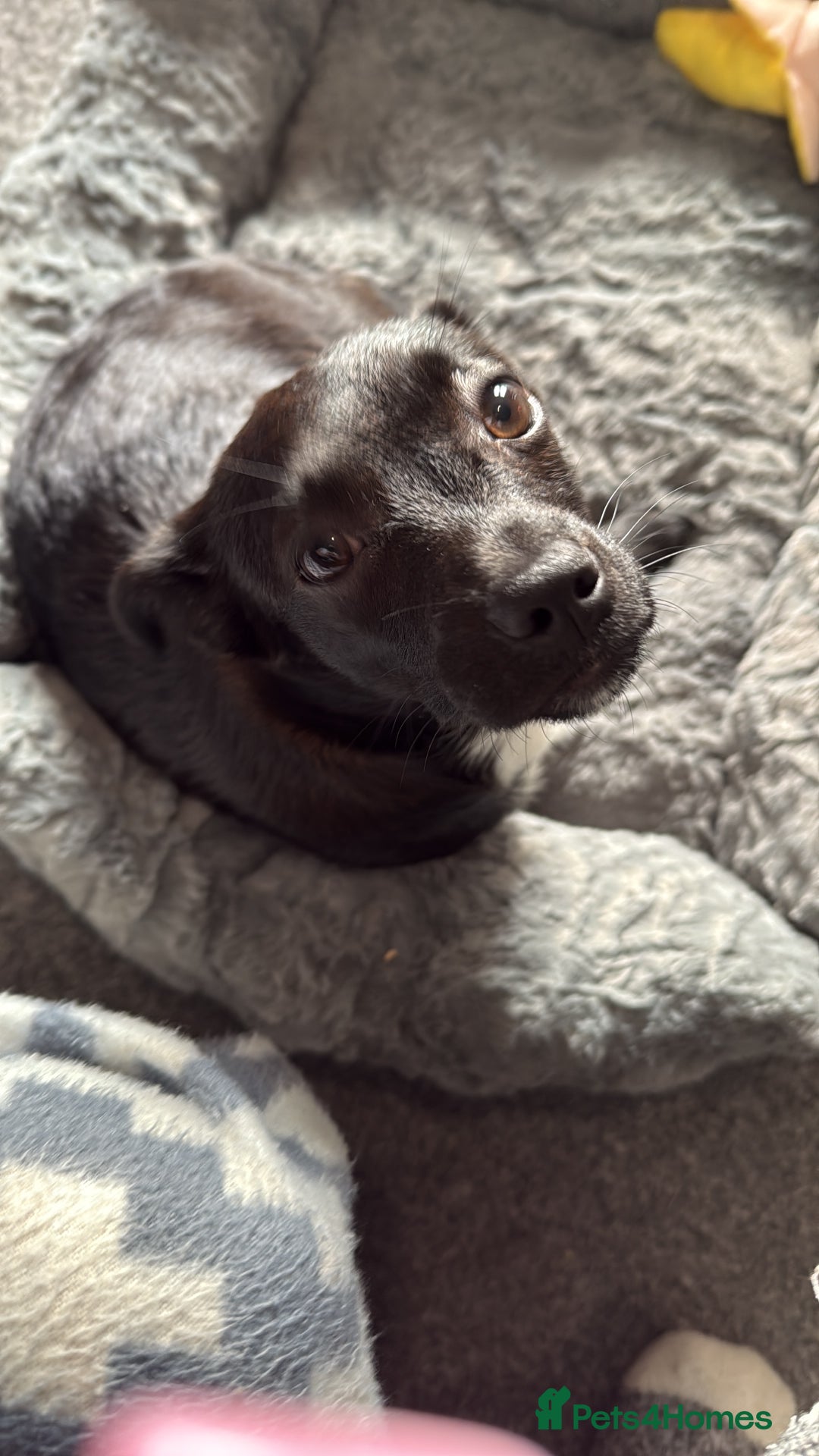 Mixed Breed dogs for sale: Xena- Scottishterrier x jackahuahua - Advert 11