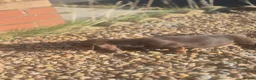 Dachshund dogs for sale: Chocolate & Tan Miniature Dachshund plus more - Advert 4
