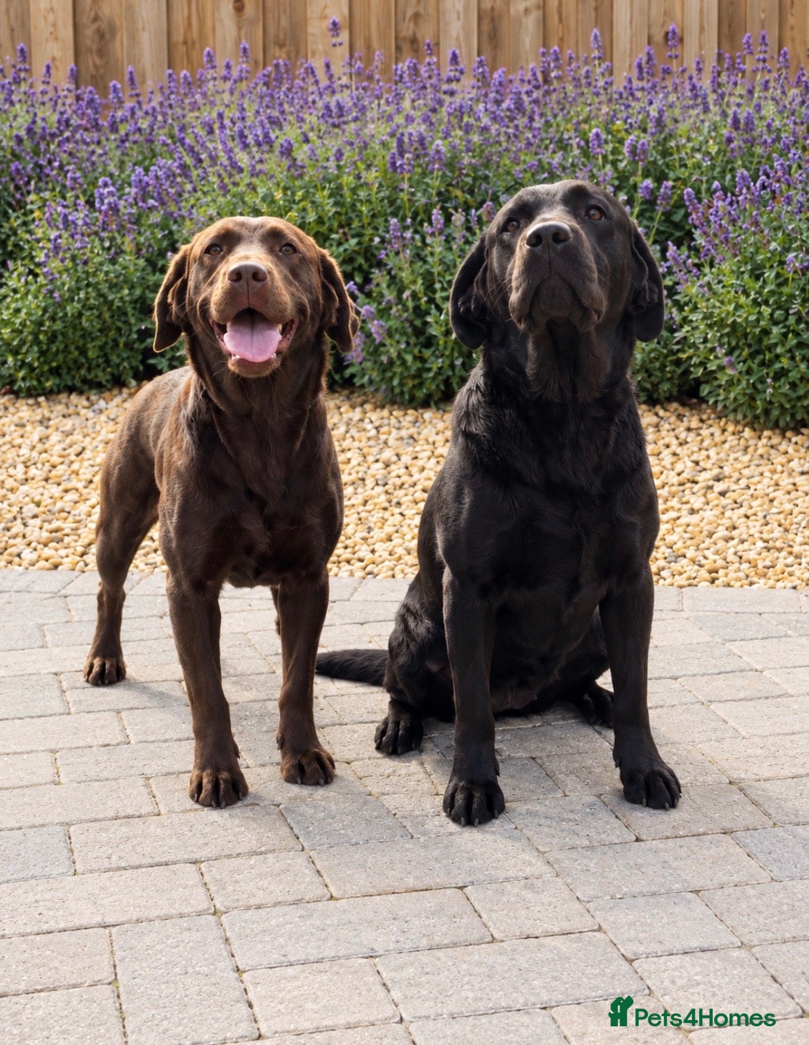 Labrador Retriever dogs Two loving  Labrador sisters for a wonderful home  - Advert 1