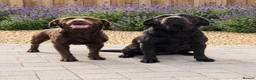 Labrador Retriever dogs for sale: Two loving  Labrador sisters for a wonderful home  - Advert 1