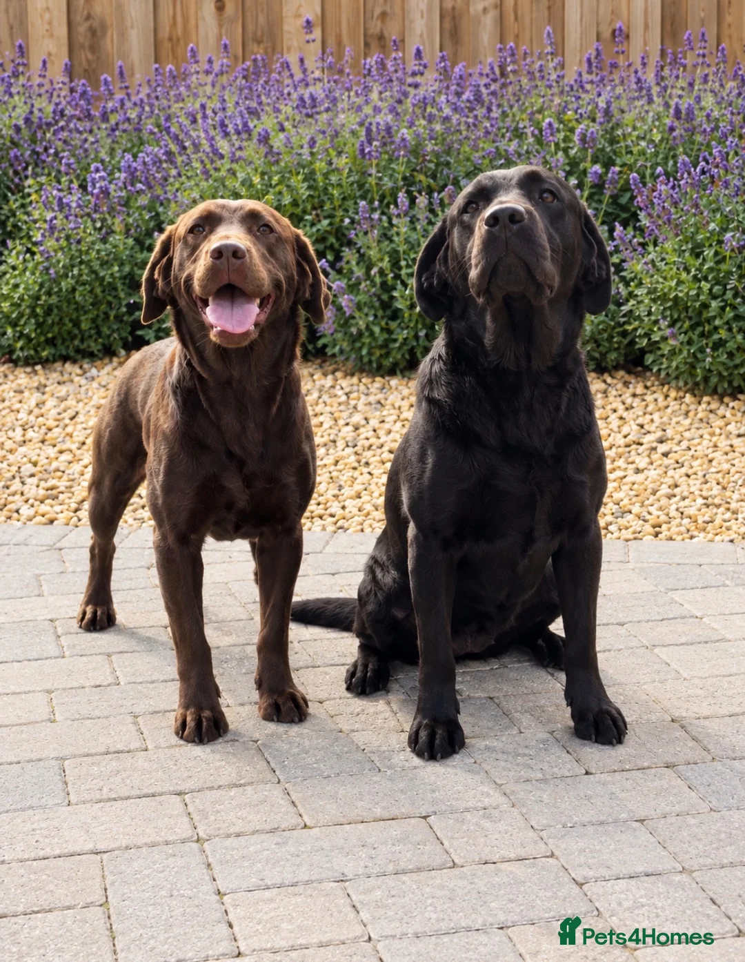 Labrador Retriever dogs for sale: Two loving  Labrador sisters for a wonderful home  - Advert 1