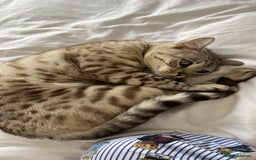 Bengal cats for sale: Beautiful Bengal Boy - Image 2