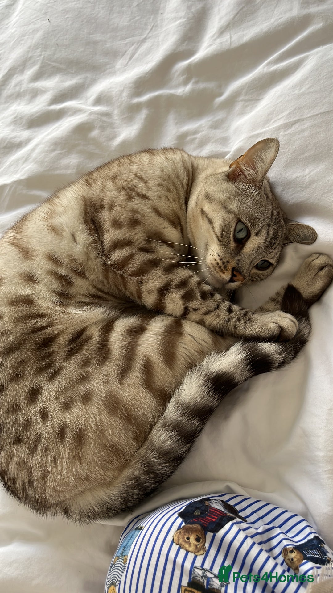 Bengal cats for sale: Beautiful Bengal Boy - Image 2