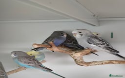 Budgerigars birds for sale: Gorgeous Baby Budgies ready now!!! - Image 4