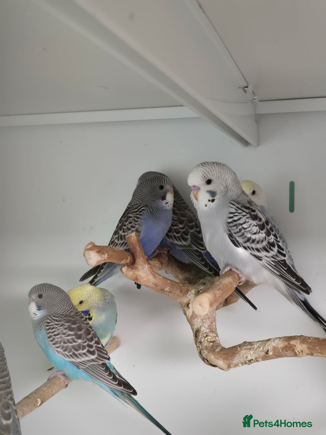 Budgerigars birds for sale: Gorgeous Baby Budgies ready now!!! - Image 4