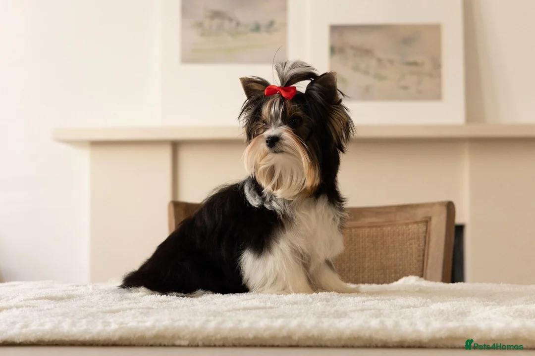 Biewer Terrier dogs for sale: Tiny Biewer Terrier Girl - FCI pedigree  in London - Advert 2