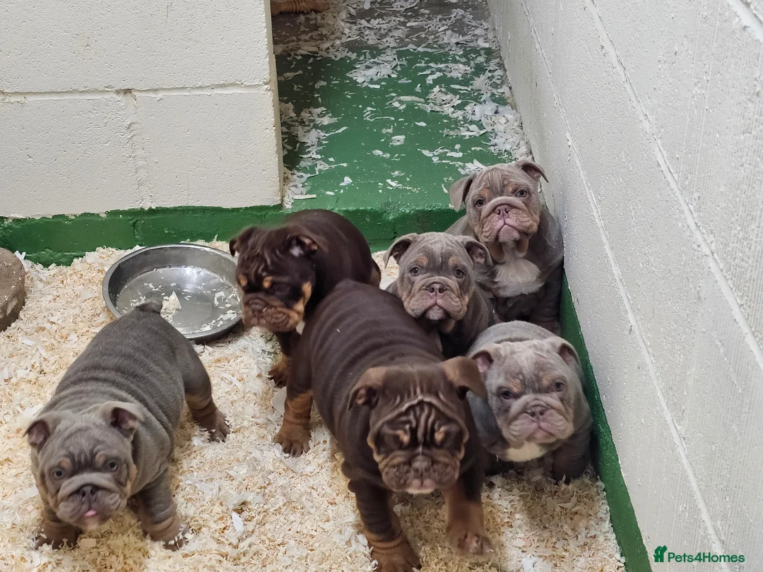 English Bulldog dogs for sale: English bulldog pups for sale - Advert 4