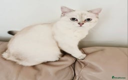 British Shorthair cats for sale: Beautiful BSH Girl  - Image 2