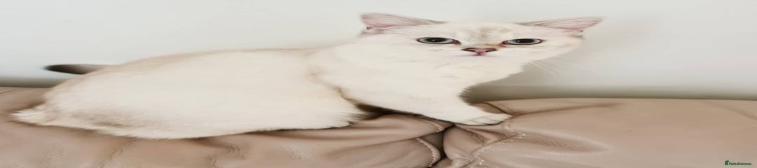 British Shorthair Kitten 2